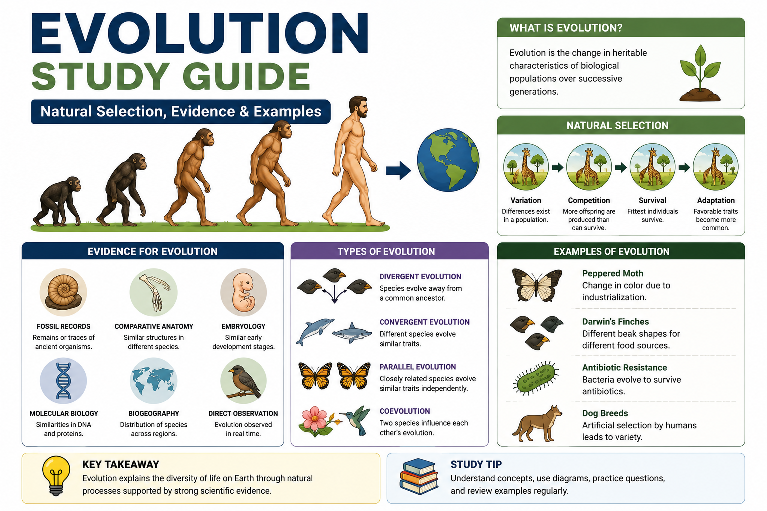 Evolution Study Guide