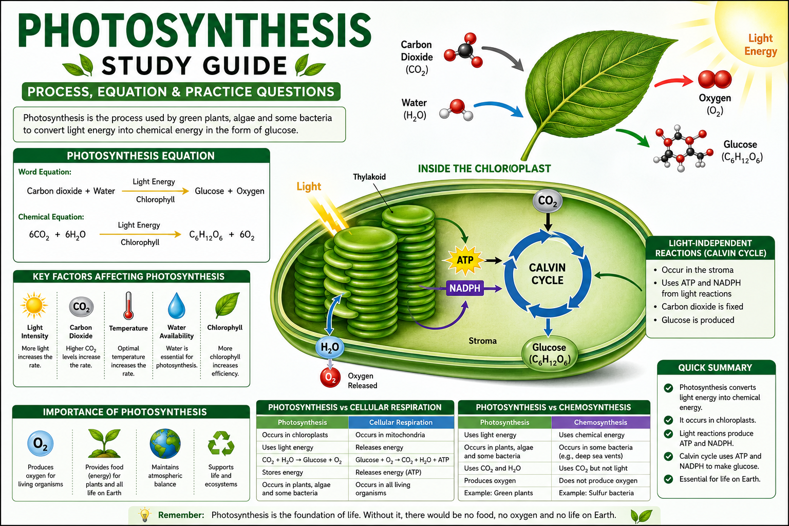 Photosynthesis Study Guide