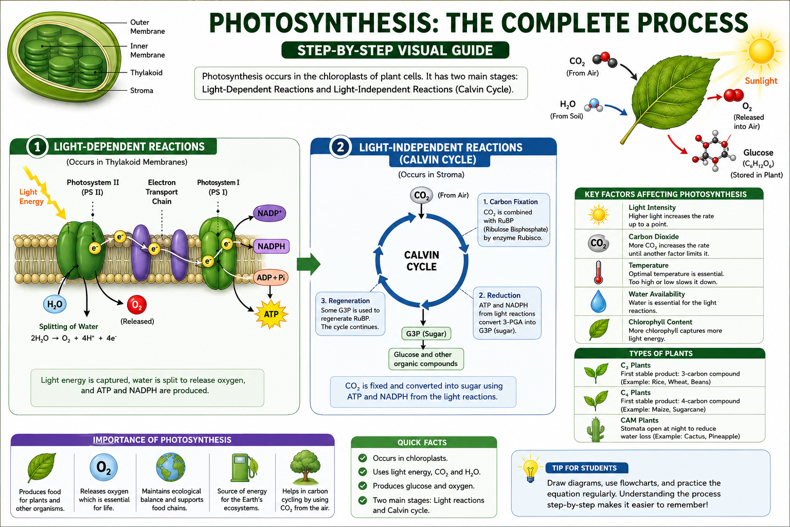 Stages of Photosynthesis
