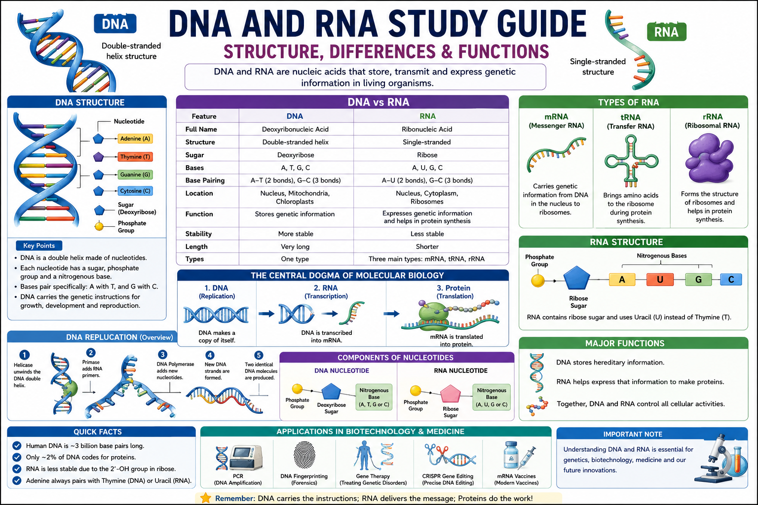DNA and RNA Study Guide