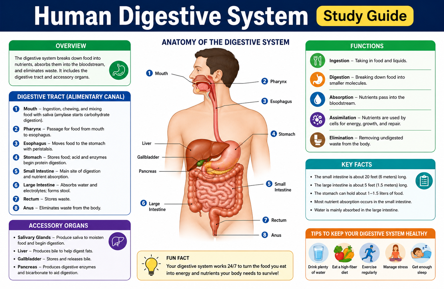 Human Digestive System Study Guide