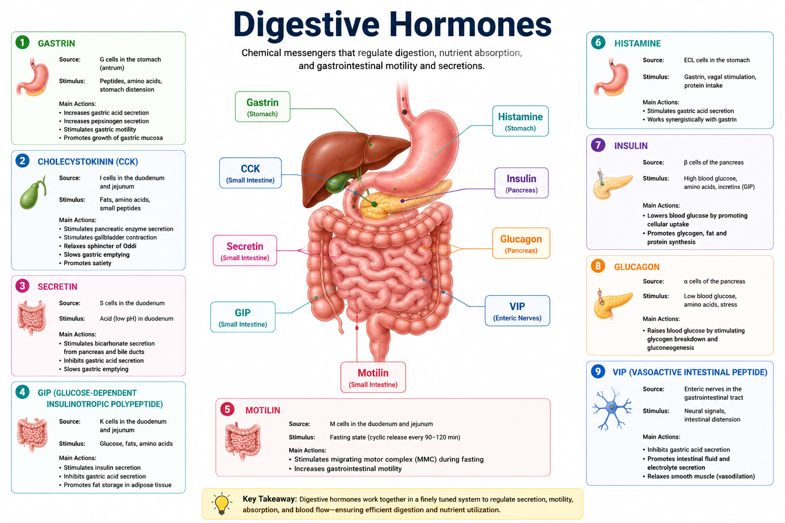 Digestive Hormones