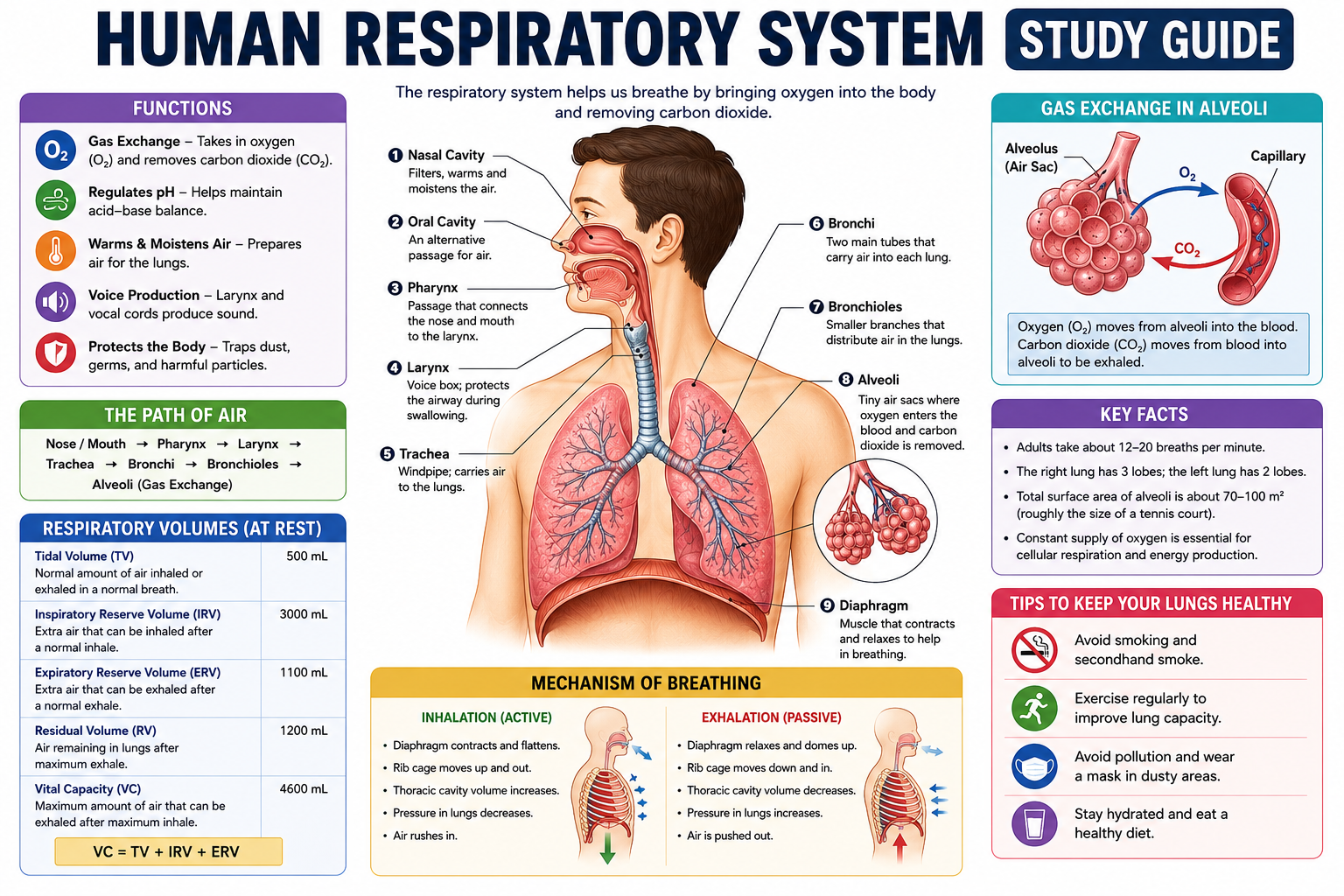 Human Respiratory System Study Guide