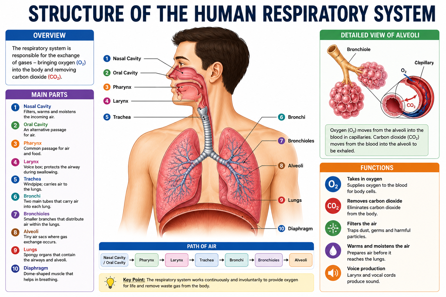 Structure of the Human Respiratory System