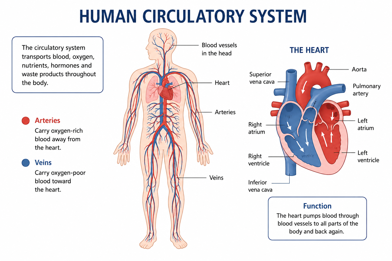 Detailed diagram of the human circulatory system showing the heart, arteries, veins, and blood flow pathways for biology students