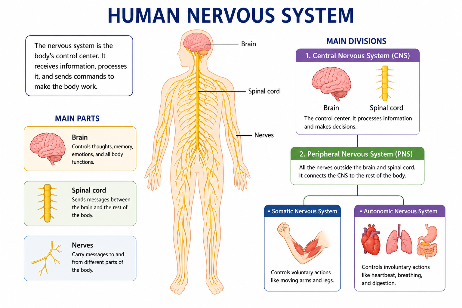 Detailed diagram of the human nervous system showing the brain, spinal cord, neurons, and reflex arc for biology students