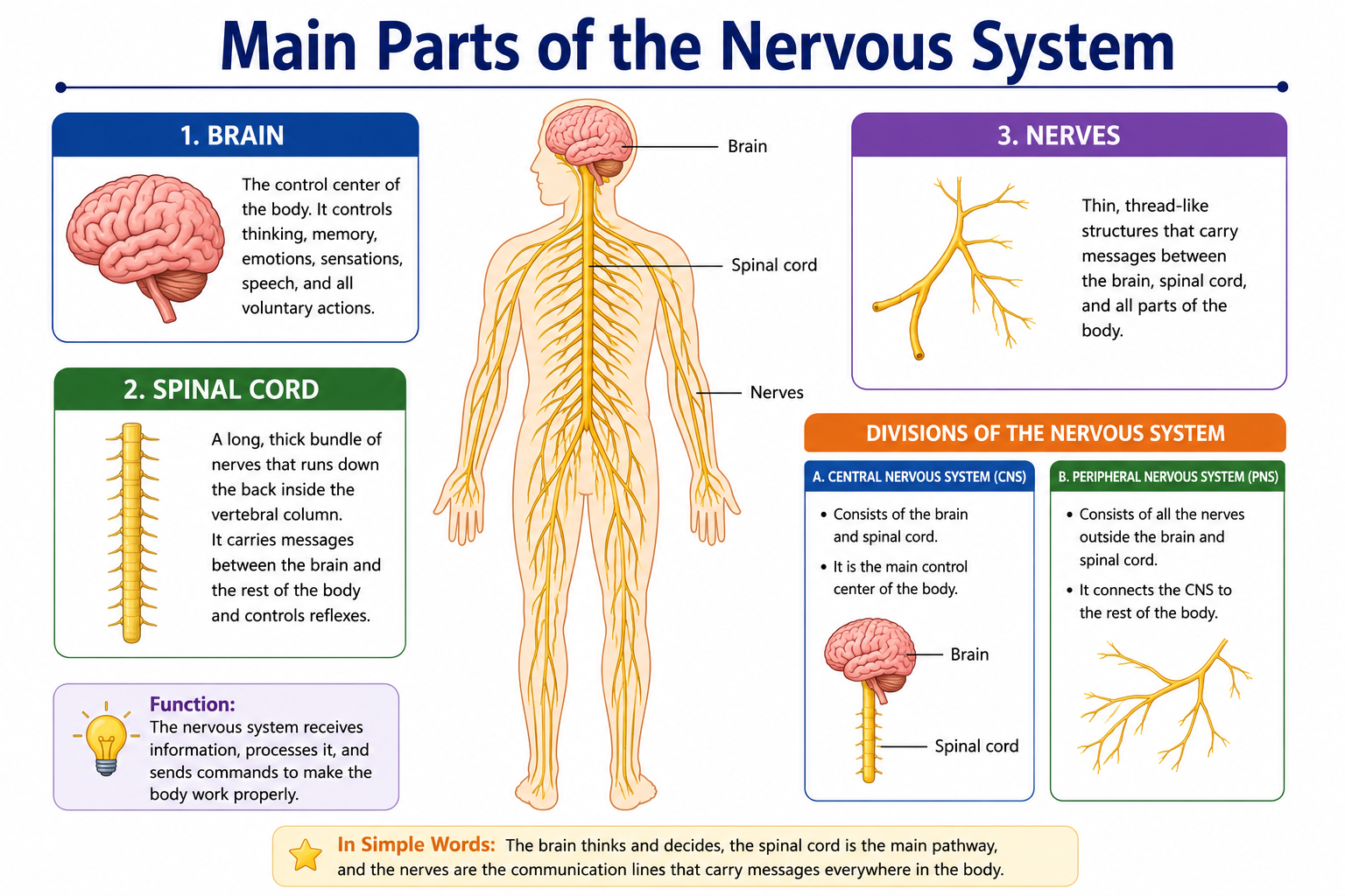 Main Parts of the Nervous System