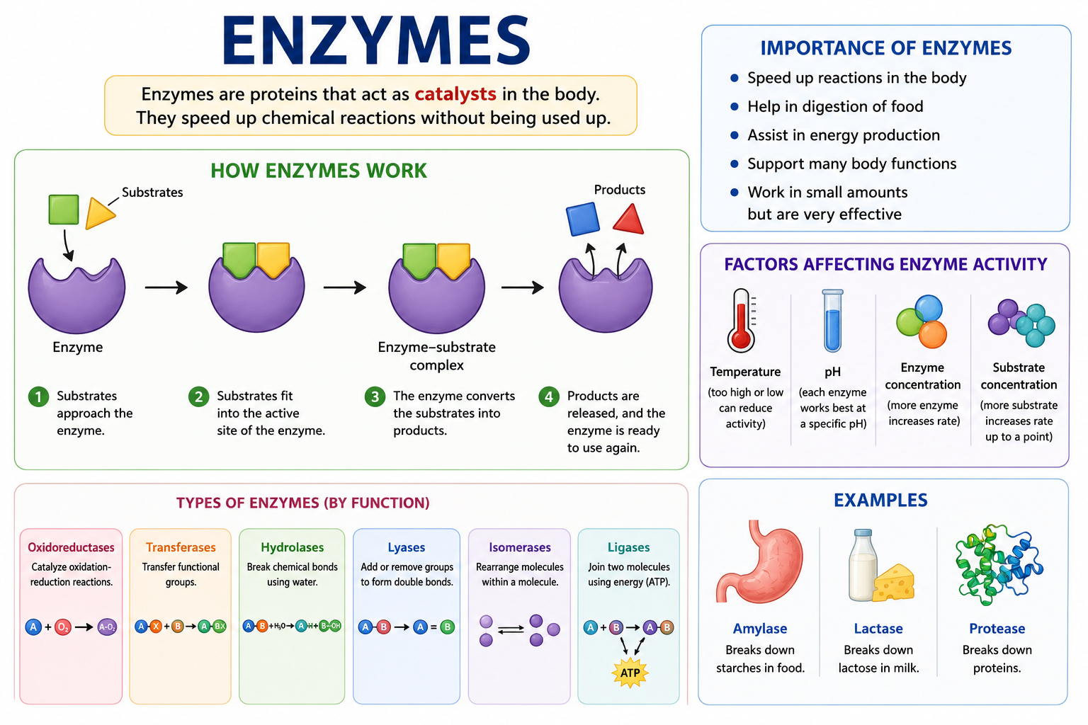 Diagram illustrating enzyme structure, active site, substrate binding, and the lock and key model for biology students studying enzymes