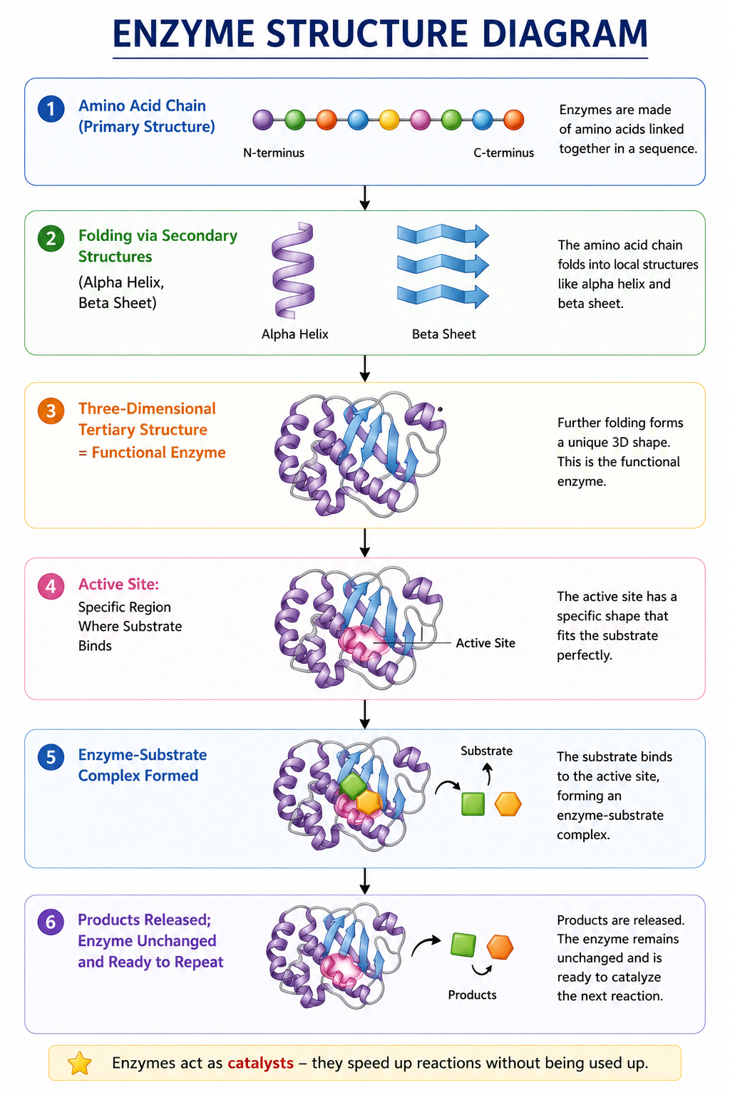 Structure of Enzymes