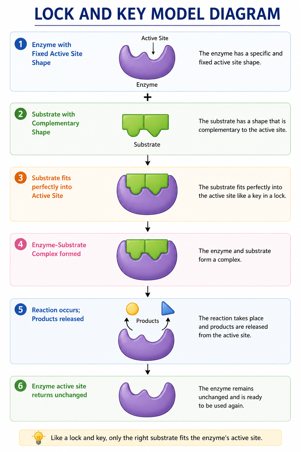 Lock and Key Model of enzyme
