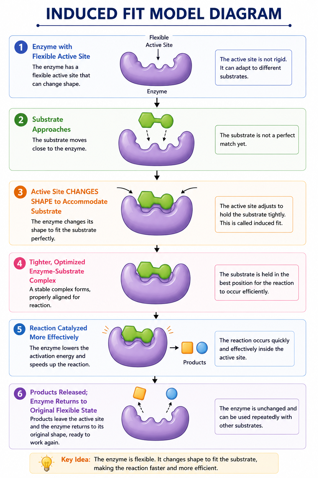 Induced Fit Model