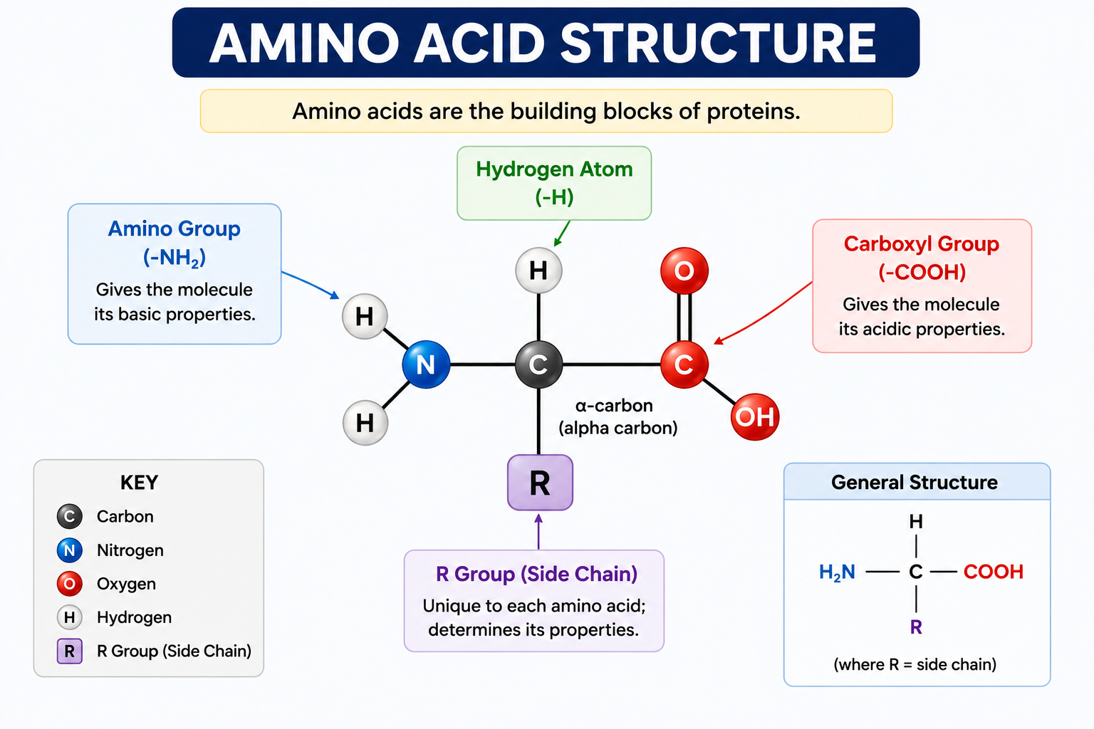Protein Structure
