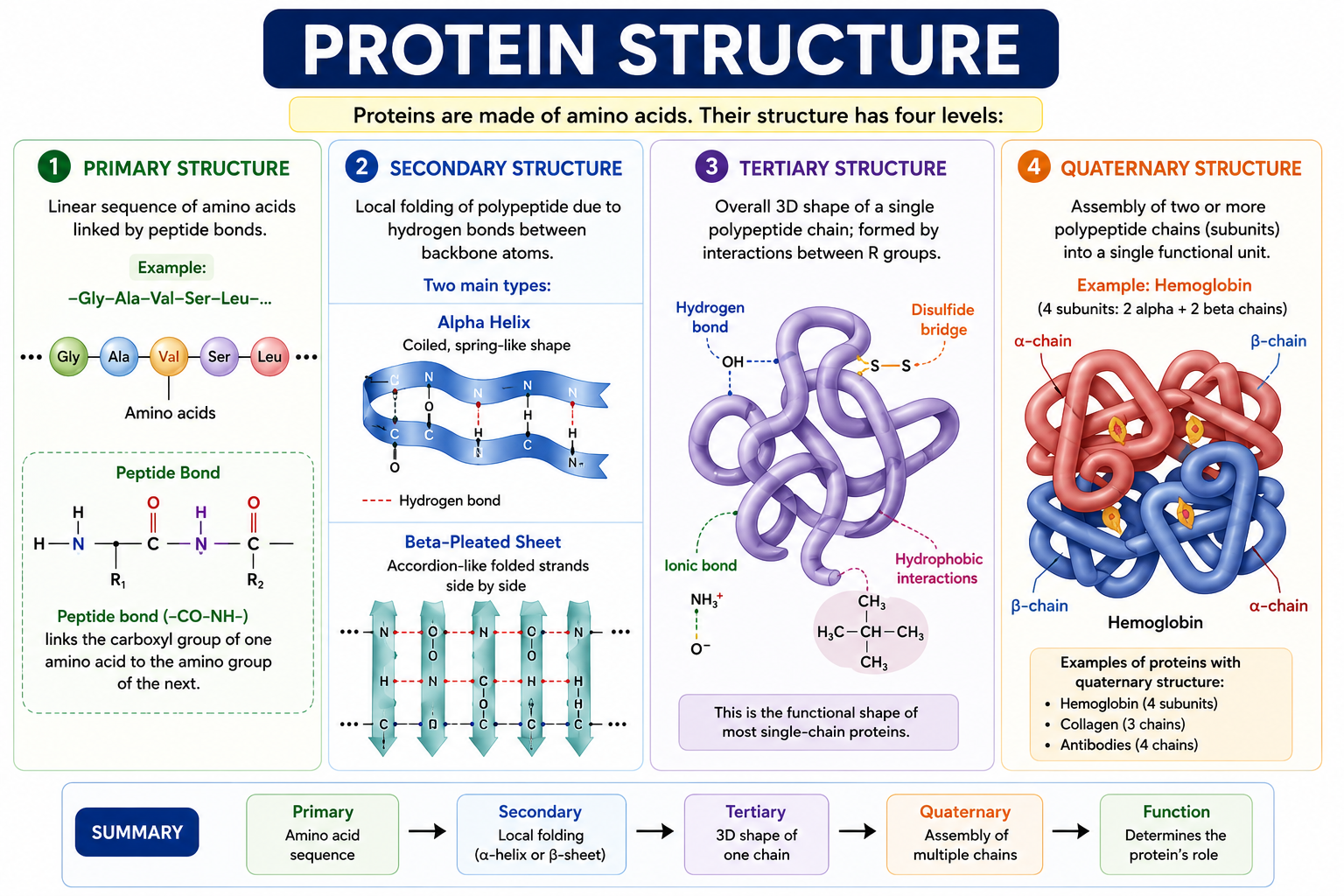 Protein Structure
