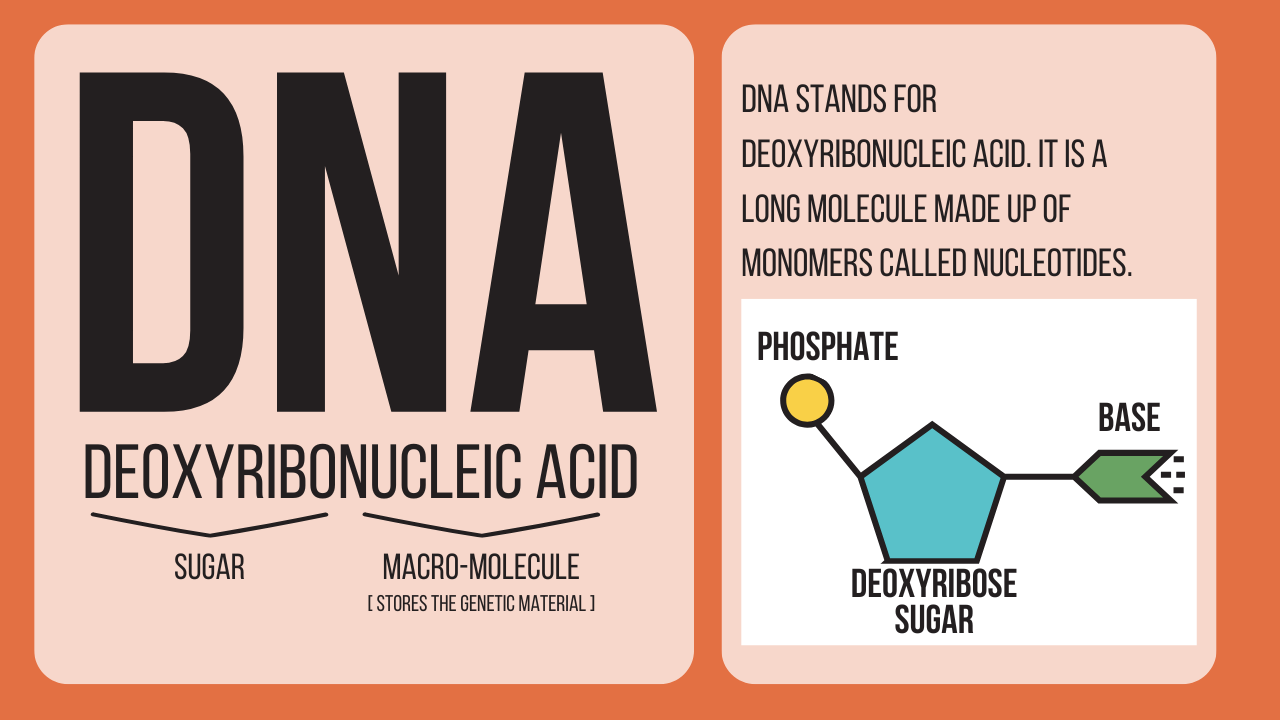 DNA Structure