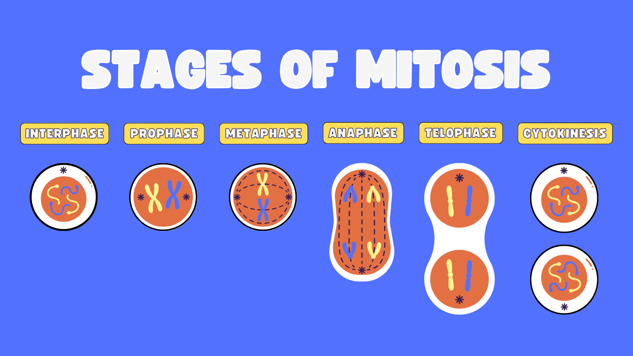 Stages of Mitosis
