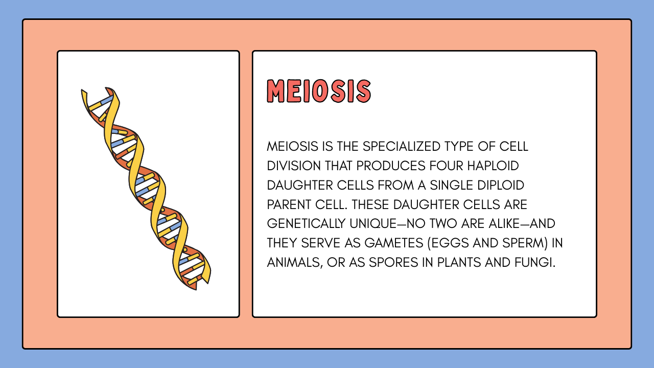 Meiosis